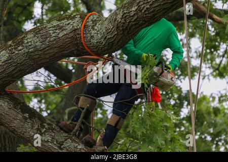 Der Mann ist an den Baum gebunden, damit er nicht fällt, während er die Äste mit einer Kettensäge entfernt Stockfoto