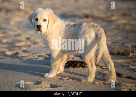 Ein goldener Retriever englischer Sahnewelpe steht am Strand Stockfoto