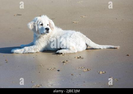 Ein goldener Retriever englischer Sahnewelpe liegt am Strand Stockfoto