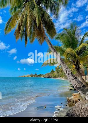 Eine Palme an einem idyllischen Strand in St. Lucia Stockfoto