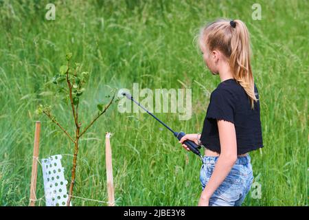 Teenager-Mädchen sprühen ökologische Produkt gegen Blattläuse und andere Schädlinge auf Obstbäume und andere Bäume im Garten und Obstgarten. Selektiver Fokus Stockfoto