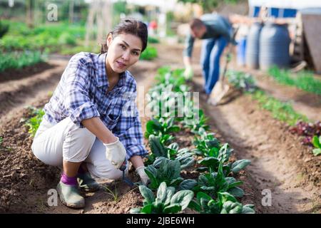 Frau im Garten kümmert sich um Betten mit Spinat Stockfoto