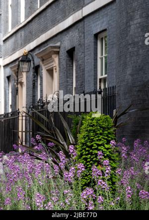 Außenansicht von 10 Downing Street, Whitehall, offizieller Wohnsitz und Büro des britischen Premierministers. Die Adresse wird als Nummer 10 bezeichnet. Stockfoto