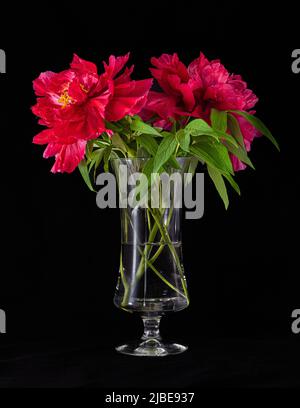 Pfingstrosen in einer Flasche auf schwarzem Hintergrund. Stillleben Fotografie. Passt in den dekorativen Rahmen. Stockfoto