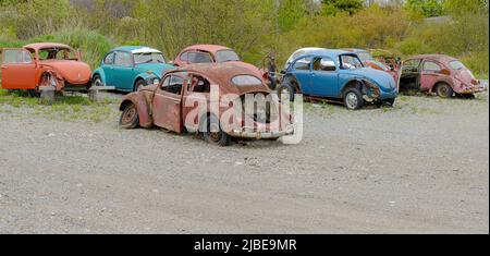 Saint John, NB, Kanada - 21. Mai 2022: Eine Sammlung alter verlassene klassische Volkswagen Käfer in sehr schlechtem Zustand, die älteste stammt aus dem Jahr 1950s. Stockfoto