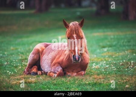 Pferd auf einer Weide mit grünem Gras Stockfoto