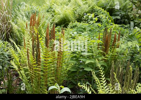 Osmunda cinnamomea - Zimtfarn. Stockfoto