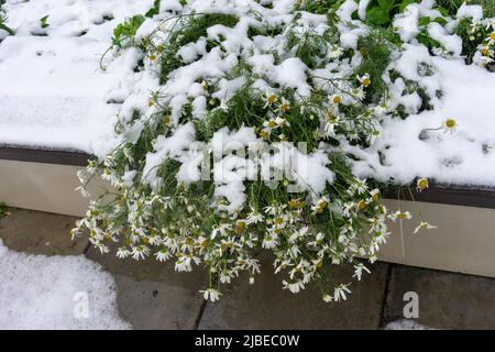 Natürlicher Hintergrund mit Kamillenblüten unter dem Schnee Stockfoto