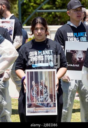 Beverly Hills, Kalifornien, USA. 05.. Juni 2022. Tierschützer versammeln sich in Beverly Hills, um Fotos und die Leichen toter Nutztiere zu halten, um gegen ihre unmenschliche Behandlung und Ausbeutung zu protestieren.(Foto: © Brian Cahn/ZUMA Press Wire) Stockfoto