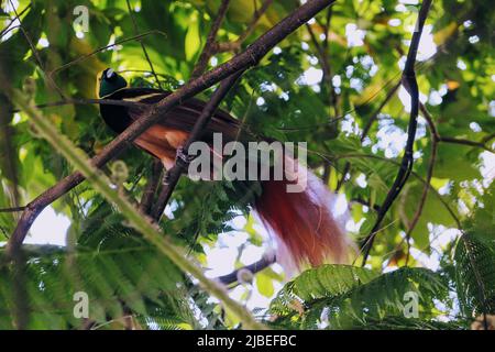 Ein männlicher Raggiana Bird of Paradise thront hoch auf einem Zweig in der Voliere im Port Moresby's Nature Park in NCD, Papua-Neuguinea Stockfoto