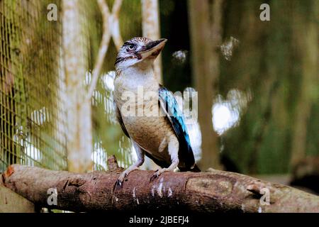 Eine blauflügelige Kookaburra im Port Moresby's Nature Park im National Capital District (NCD), Papua-Neuguinea Stockfoto