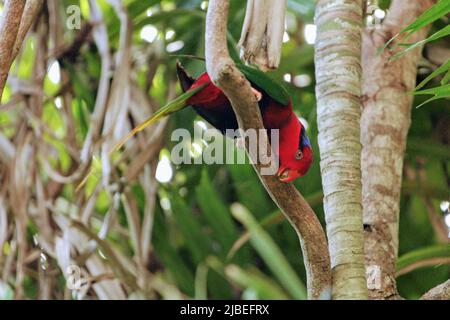Stella's Lorikeet in der Voliere im Port Moresby Nature Park, NCD Stockfoto