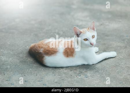 Katzen Siam Katze auf dem Zementboden. Katzen sitzen auf dem Zementboden, weiße Katze eine auf dem Zementboden, Thai Katzenhaut. Stockfoto