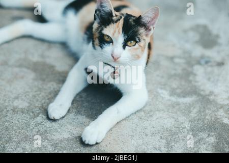 Nahaufnahme einer Katze auf dem Zementboden, Thai Katzenhaut. Stockfoto