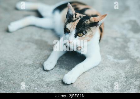 Eine Katze auf dem Zementboden, thailändische Katzenhaut. Stockfoto