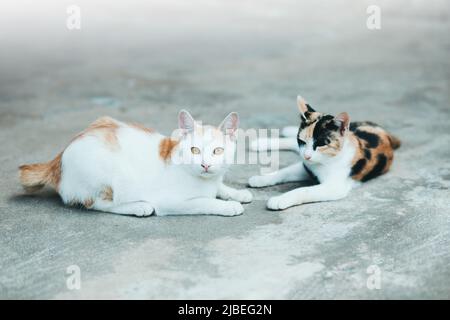 Zwei Katzen schlafen auf Zementkatzen-Hautoberfläche, Thai-Katzenhaut.Katzen Siam Katze auf dem Zementboden. Stockfoto