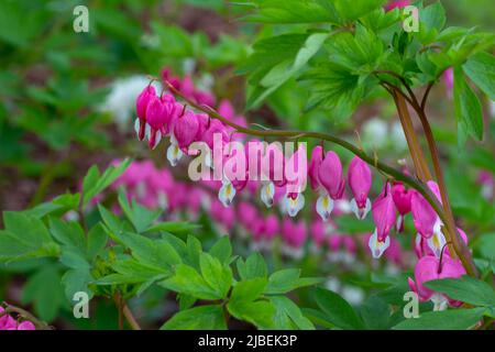 Defokussierter Nahaufnahme von wunderschönen rosa und weißen blutenden Herzblumen (dicentra spectabilis) in einem Garten im Freien Stockfoto