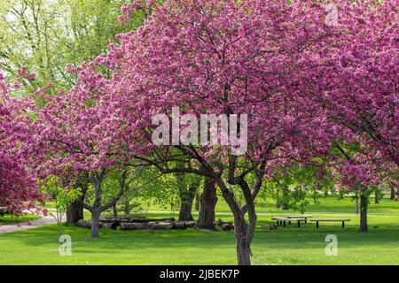 Landschaftsansicht von schönen Zieräpfeln in voller Blüte in einem dekorativen botanischen Garten Stockfoto