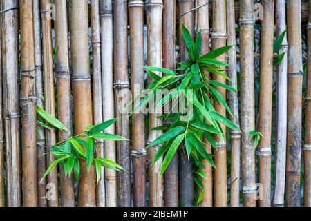 Bambuslandschaft und Bambuszaun im chinesischen Garten Stockfoto