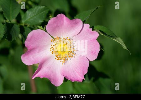 Rosa wilde Rosenblüte auf Zweig Nahaufnahme selektiver Fokus Stockfoto