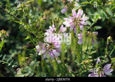 Securigera varia, violette Krone vetch rosa Blüten in Wiese Nahaufnahme selektiven Fokus Stockfoto