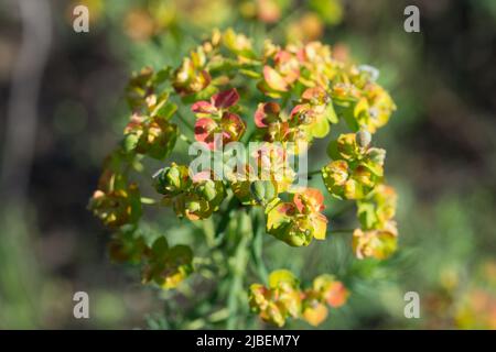 Die Zypressen-Blütenpracht in der Wiese, die den selektiven Fokus des Auspresses der Zypresse umschlossen Stockfoto