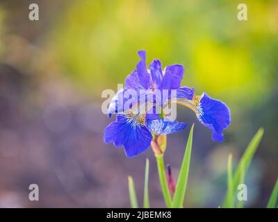 Schöne blaue Blüten der sibirischen Iris im Frühlingsgarten. Iris sibirica blüht auf der Wiese. Die Koloful Sibirische Iris eine mehrjährige Pflanze mit purpl Stockfoto