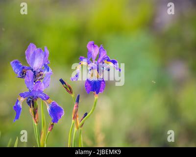 Schöne blaue Blüten der sibirischen Iris im Frühlingsgarten. Iris sibirica blüht auf der Wiese. Die Koloful Sibirische Iris eine mehrjährige Pflanze mit purpl Stockfoto