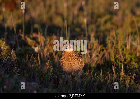 Ein junger Weidenschneehuhn oder ein Birkhuhn, der sich unter Weiden in Kanadas arktischer Tundra versteckt. In Der Nähe Von Arviat, Nunavut Stockfoto