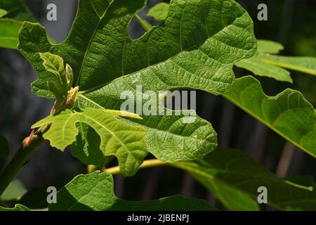 Hohes Detail eines Feigenbaumblattes. Stockfoto