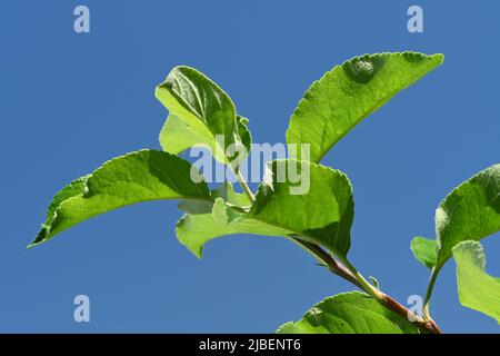 Blätter eines Golden Delicious Apfelbaums auf blauem Himmel. Stockfoto