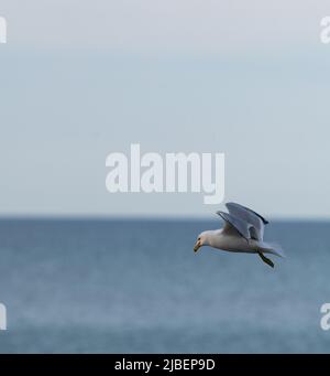 Ein isolierter Möwenwasservögel oder Wasservögel im Vollflug mit Flügeln, die über dem Wasser des Lake Ontario in Kanada verteilt sind, vertikaler Format Raum für Typ Stockfoto