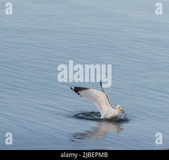 Ein isolierter Möwenwasservögel oder Wasservögel, die in ruhigem Wasser schwimmen, mit Flügeln, die weit offene weiße Flügel mit schwarzen Spitzen haben, bietet Platz für den Typinhalt Stockfoto