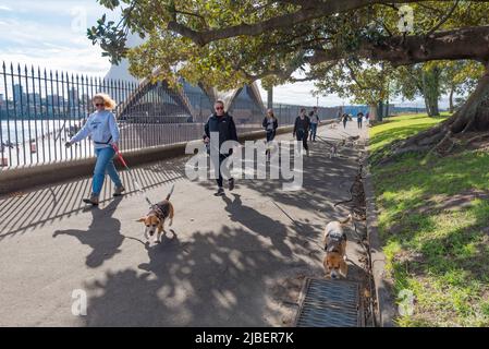 Mitglieder des Western Sydney Beagle Clubs laufen mit ihren Hunden auf den Rasenflächen des Tarpeian Precinct oberhalb von Dubbagullee (Bennelong PT und Sydney Opera House) Stockfoto