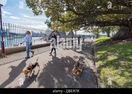 Mitglieder des Western Sydney Beagle Clubs laufen mit ihren Hunden auf den Rasenflächen des Tarpeian Precinct oberhalb von Dubbagullee (Bennelong PT und Sydney Opera House) Stockfoto