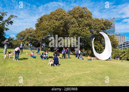 Mitglieder des Western Sydney Beagle Clubs laufen mit ihren Hunden auf den Rasenflächen des Tarpeian Precinct oberhalb von Dubbagullee (Bennelong PT und Sydney Opera House) Stockfoto