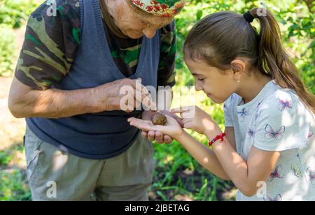 Das Kind untersucht die Schnecken am Baum. Selektiver Fokus. Stockfoto