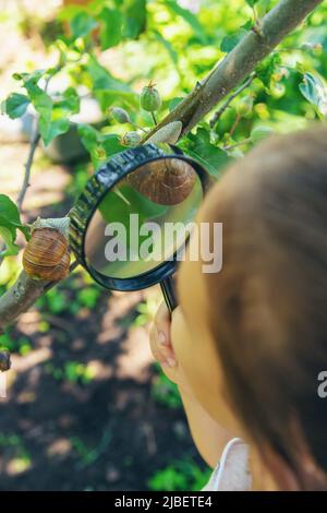 Das Kind untersucht die Schnecken am Baum. Selektiver Fokus. Stockfoto