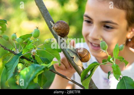 Das Kind untersucht die Schnecken am Baum. Selektiver Fokus. Stockfoto