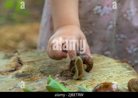 Das Kind untersucht die Schnecken am Baum. Selektiver Fokus. Stockfoto