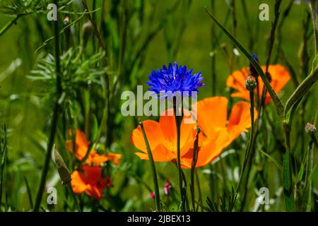 Kornblumen, blaue Wildblumen im Sommer, bienenfreundliche Blume Stockfoto