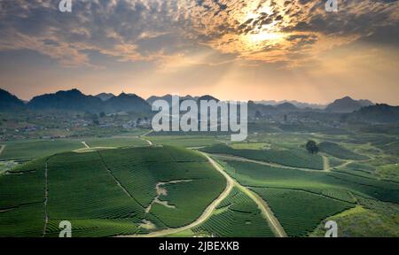 Sonnenuntergang auf dem MOC Chau Tea Hill, Provinz Son La, Vietnam Stockfoto