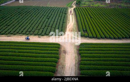 Sonnenuntergang auf dem MOC Chau Tea Hill, Provinz Son La, Vietnam Stockfoto