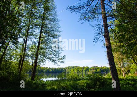 Wesslinger See in Bayern, Naturschutzgebiet und Biotop Stockfoto