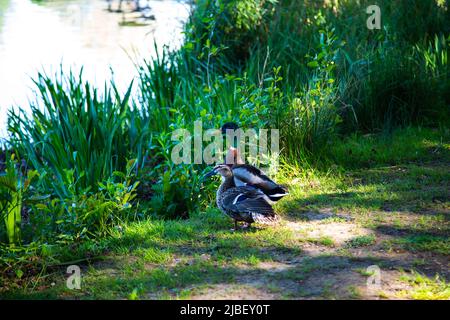 Wesslinger See in Bayern, Naturschutzgebiet und Biotop Stockfoto