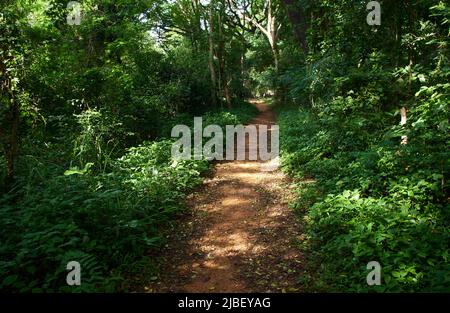 Schotterweg im Wald Stockfoto