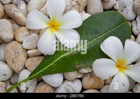 Die Frangipani blüht auf Kieselsteinen Stockfoto