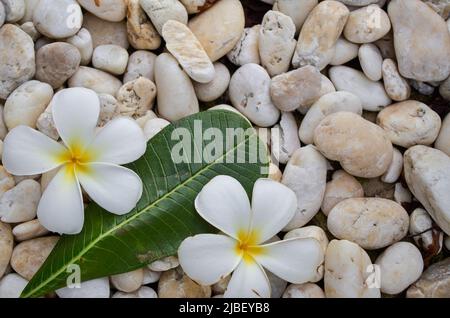 Die Frangipani blüht auf Kieselsteinen Stockfoto