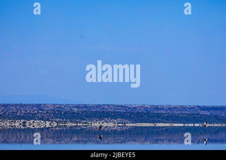 Der Magadi-See ist der südlichste See im Kenia Rift Valley und liegt in einem Einzugsgebiet von vulkanischen Felsen nördlich von Tansania Stockfoto