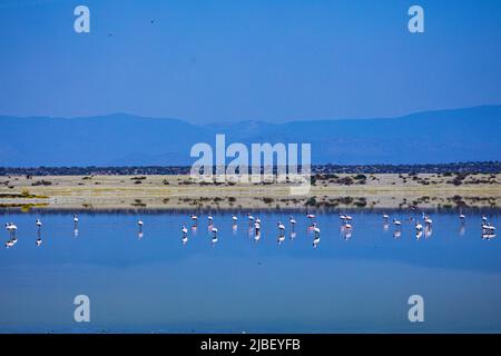 Der Magadi-See ist der südlichste See im Kenia Rift Valley und liegt in einem Einzugsgebiet von vulkanischen Felsen nördlich von Tansania Stockfoto
